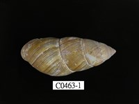 藏品(長蝸牛)的圖片